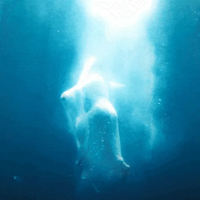 A polar bear swimming up through sunlit water